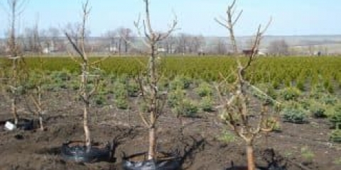 Na kojoj udaljenosti saditi trešnje između sadnica